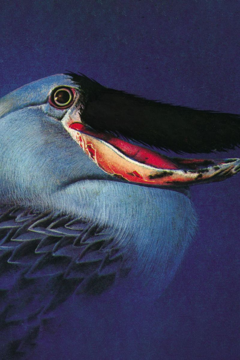 L'oiseau bleu - 40x60, print by Mathieu Renard