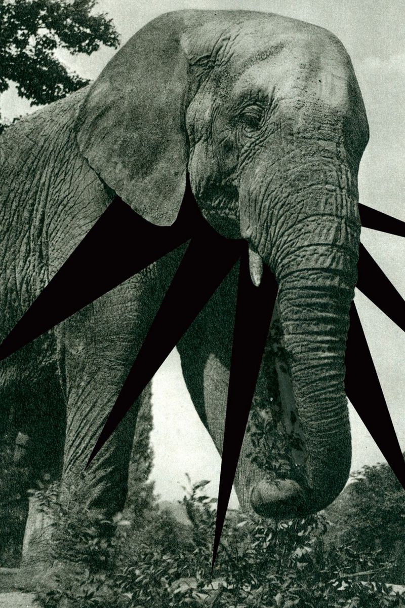 L'éléphant - 40x60, print by Mathieu Renard