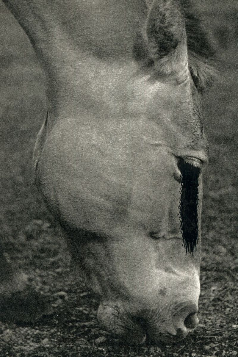 Le cheval - 40x60, print by Mathieu Renard