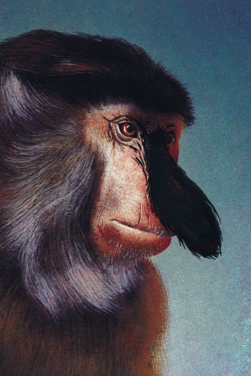 Le singe - 40x60, print by Mathieu Renard